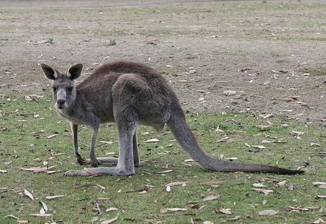 Kangaroo Australia